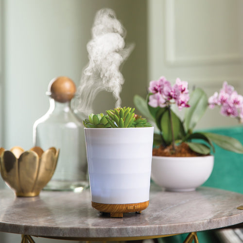 Potted Succulent Oil Diffuser